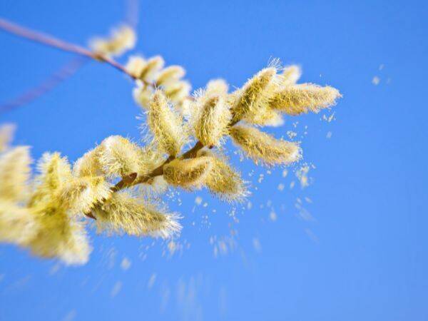 Uczulenie na pyłki - jakie są najczęstsze objawy i jakie są sposoby leczenia?