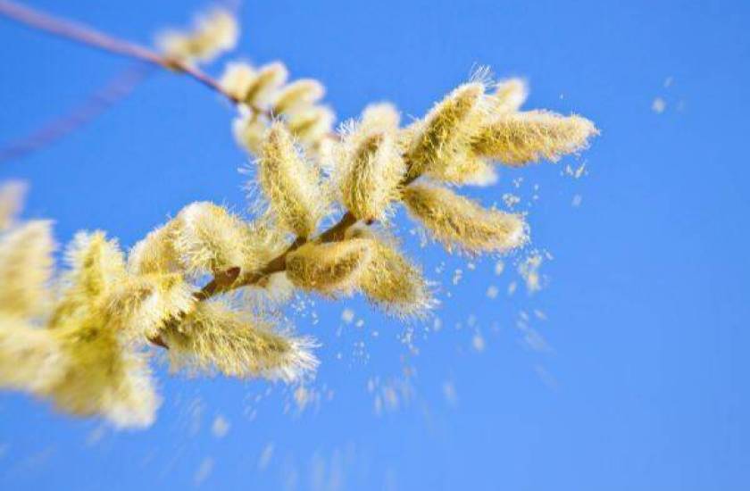 Uczulenie na pyłki- jakie są najczęstsze objawy i jakie są sposoby leczenia